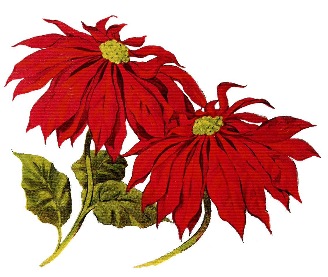 Floral art: Poinsettias on a plain white background free clip art