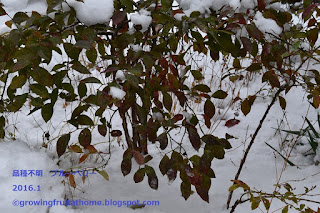 冬の鉢植えブルーベリー