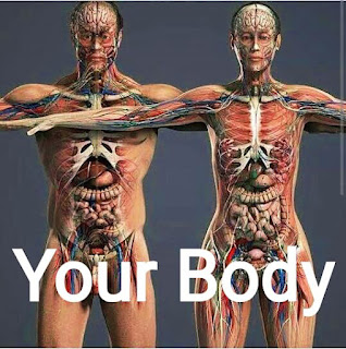 Your Body