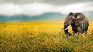 Wild Animals HD Wallpaper Photos By 42HDPhoto.Blogspot.com