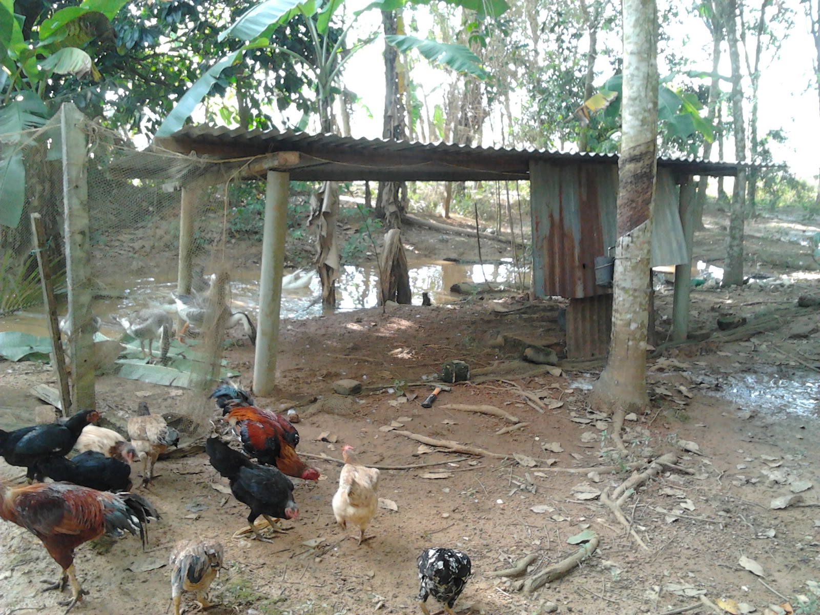 Penternakan Ayam  Kampung Asli Ori Reban Angsa