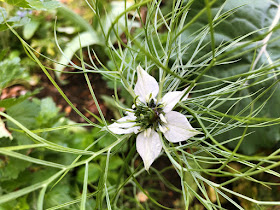 White nigella flower against a background of green foliage