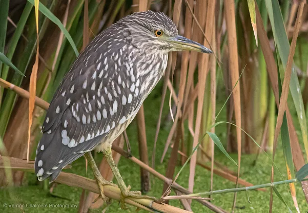 Juvenile Black-Crowned Night Heron Intaka Island Photography Training, Cape Town