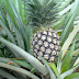 NANAS ( Ananas comosus )