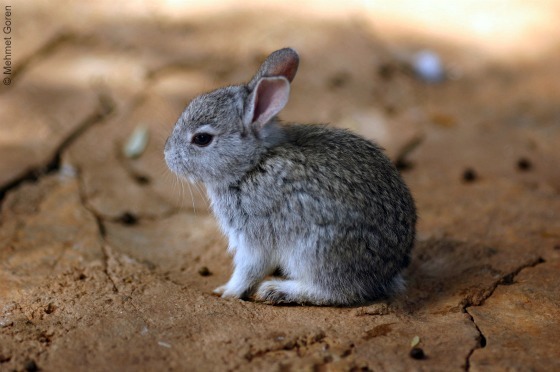 cute bunny pictures, bunny pictures, adorable bunny pictures, cute bunnies