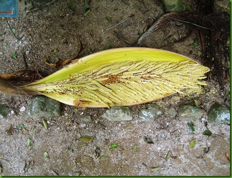 Macauba (2)
