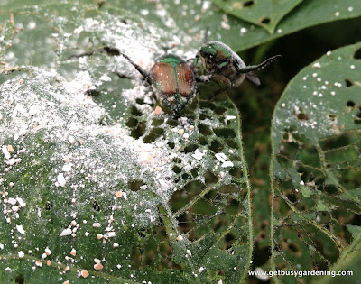 Eggshells as organic pest control on Japanese beetles