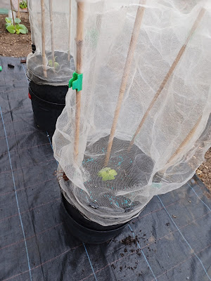 Cucumber plants