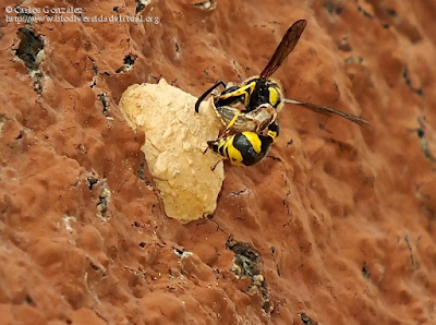 http://www.biodiversidadvirtual.org/insectarium/Eumenes-mediterraneus-Kriechbaumer-1879-img949676.html