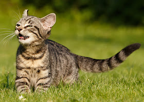 Flehmen response in a cat, photo via Adobe Stock