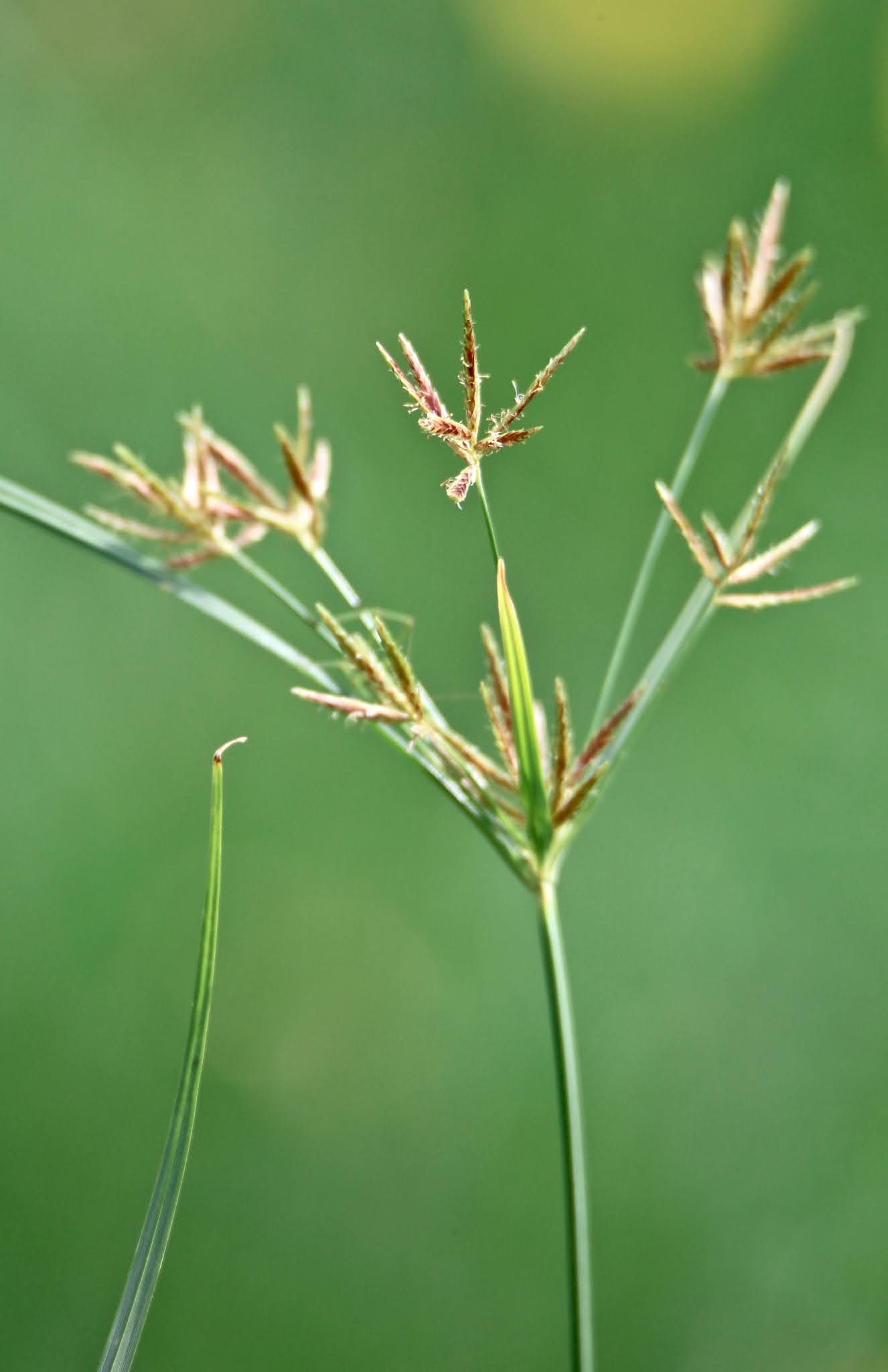 Nut grass weed high resolution free
