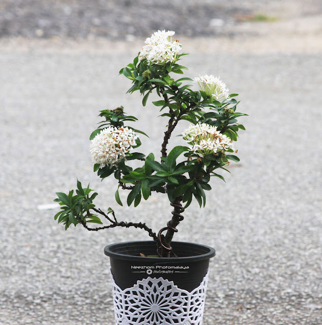 Pokok Bonsai Bunga Jejarum Putih atau White Ixora