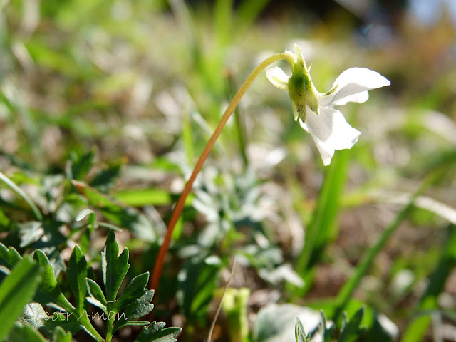 Viola chaerophylloides