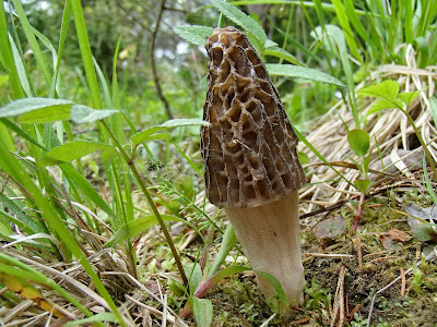 Smardz stożkowaty, Morchella conica, smardzowanie, Orawa, Słowacja