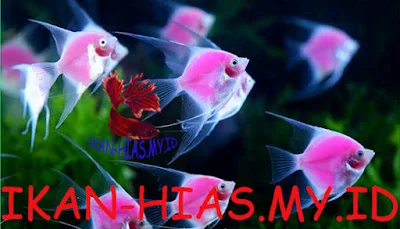 Ikan Hias Air Tawar Manfish