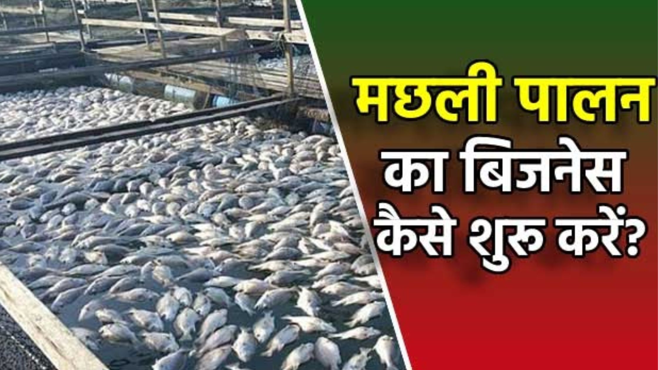 fish farming business plan in india hindi