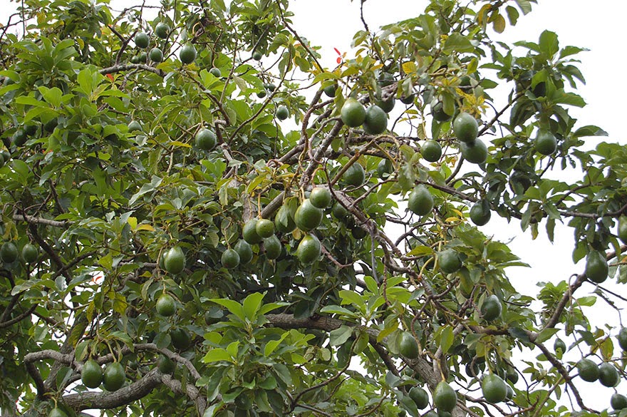 Do You Know What Your Favorite Foods Look Like While Growing - Avocados hang off trees