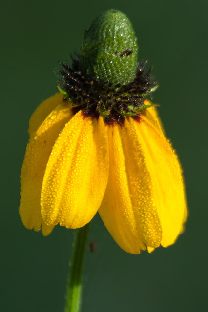 Yellow Prairie Coneflower