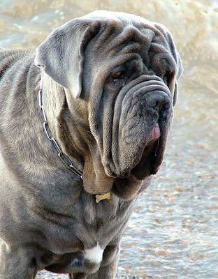 Strangest Dog Breeds Ever Seen On coolpicturesgallery.blogspot.com