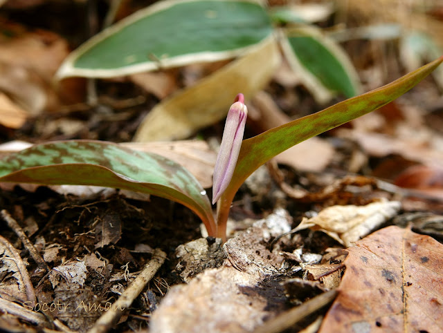 Erythronium japonicum