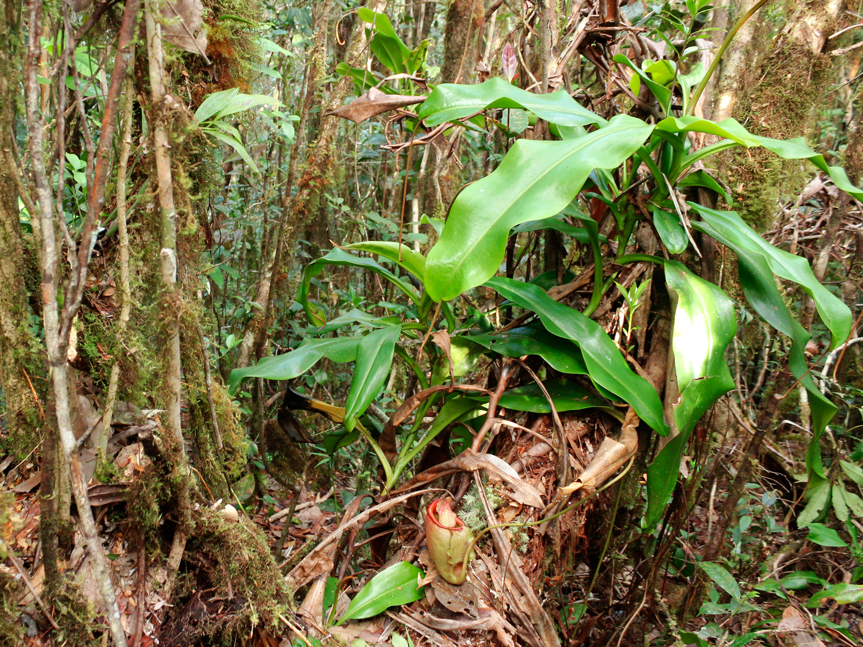 Palawan pitcher plant Nepenthes deaniana habitat photo by Jojo De Peralta