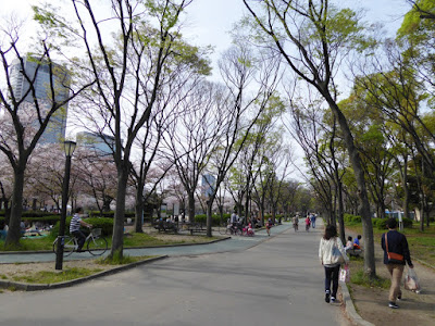 桜之宮公園の桜並木