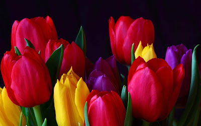 Tulips Wallpapers