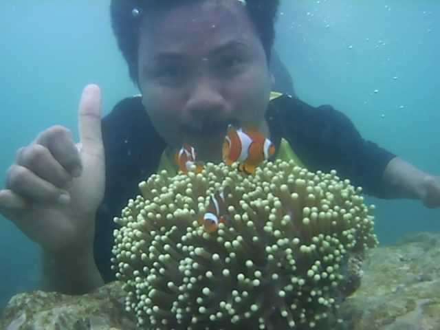 spot foto terumbu karang di pantai pahawang