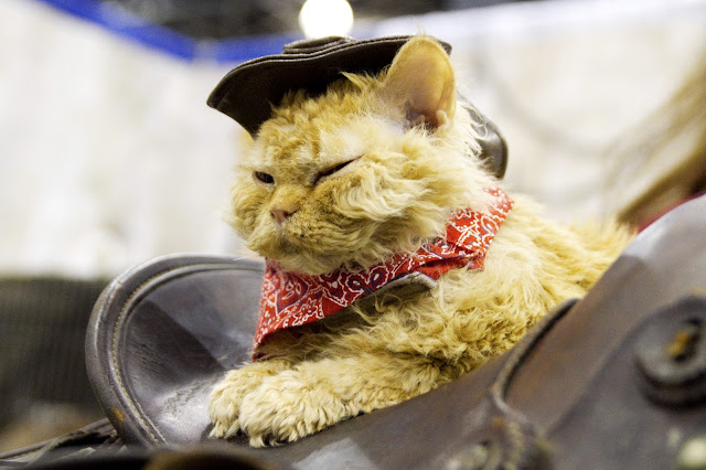 Aww cowboy cat by roboppy from flickr (CC-NC-ND)