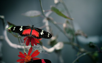 Black and Red butterfly,macro