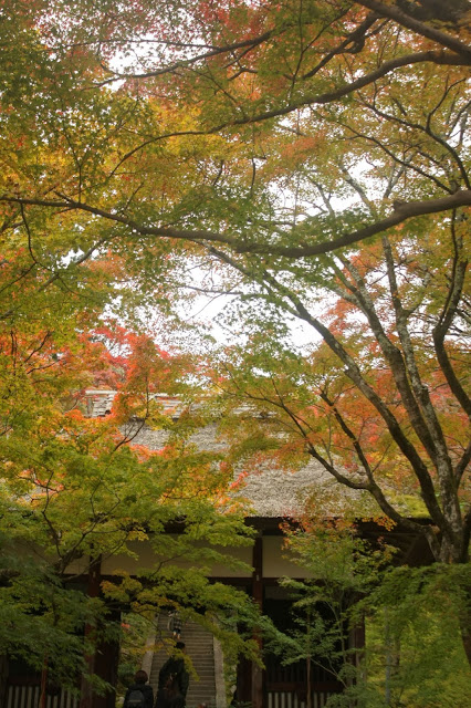 常寂光寺仁王門和紅楓