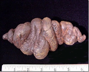 Coprolites-fossils