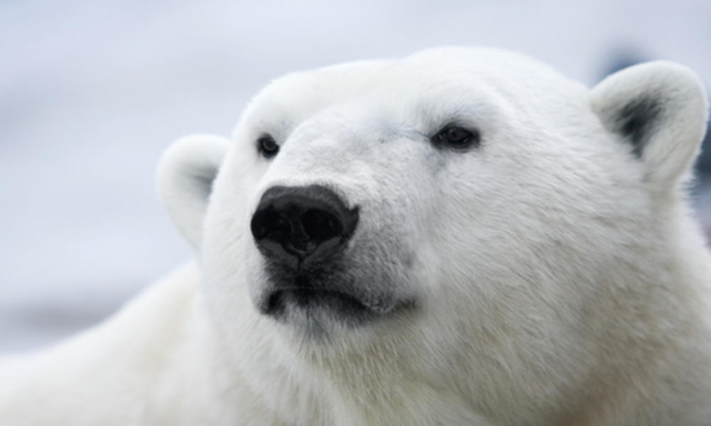 http://worldwildlife.org/photos/polar-bear--9