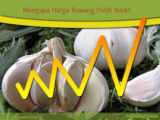 mengapa harga bawang putih naik