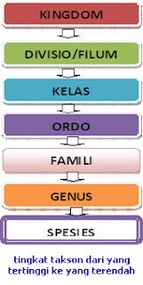 wahim boys Urutan takson dalam klasifikasi  dan contohnya