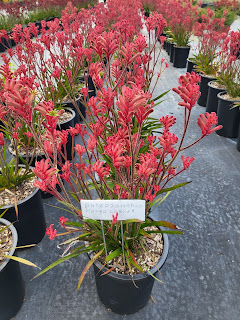 Kangaroo Paws