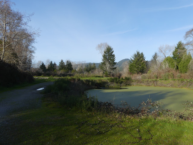 green covered pond