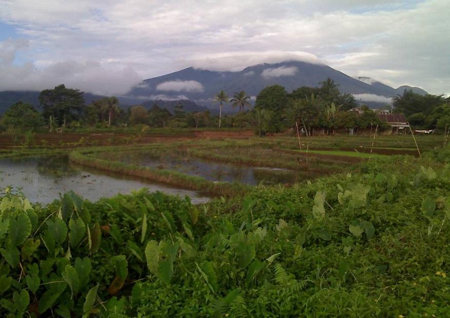  Gambar  Pemandangan  Sawah  Desa Download Gratis