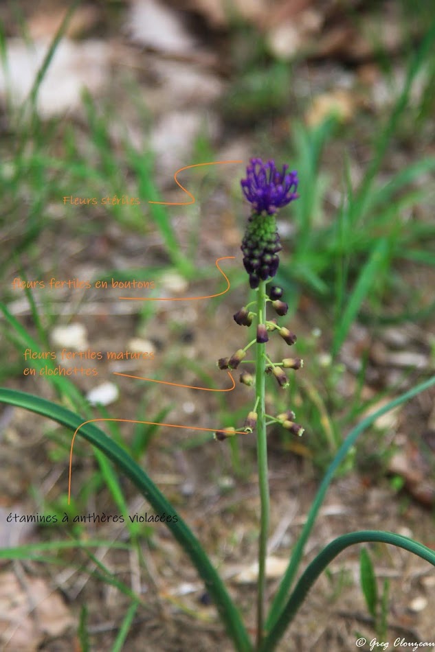 Description de la fleur de Muscari à toupet (muscari comosum )