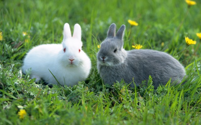 New Zealand Rabbit Breeds