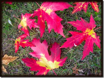 Mapleleaf