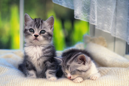 what are the cutest cats Cute kittens