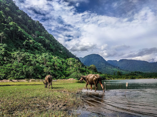 Kerbau. foto oleh Nusantarafotografi/Imadul Auwalin