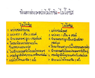 สรุปก่อนสอบ วิทยาศาสตร์มัธยม3 เรื่องพันธุศาสตร์และลักษณะทางพันธุกรรม