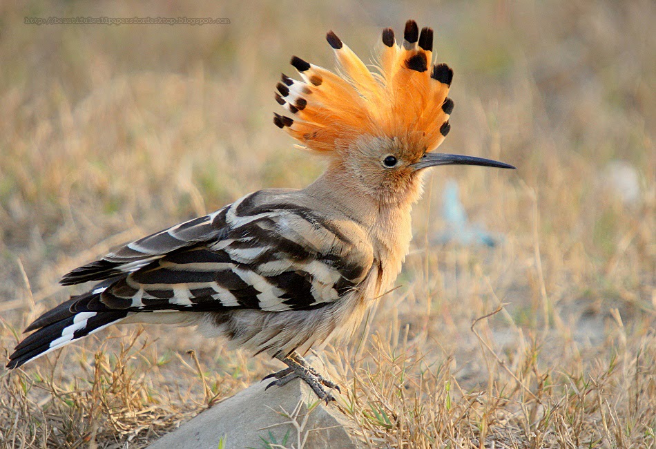 http://beautifulwallpapersforrdesktop.blogspot.com/2014/01/the-hoopoe-wallpapers-hd.html