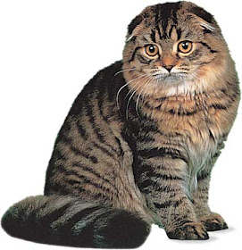 scottish fold pet cat uisdieren animaux de compagnie Haustiere animales domesticos husdjur Evcil Hayvan anifeiliaid anwes domace zvali augintiniaiuisdieren animaux de compagnie Haustiere domesticos husdjur Evcil Hayvan anifeiliaid anwes domace zvali augintiniai