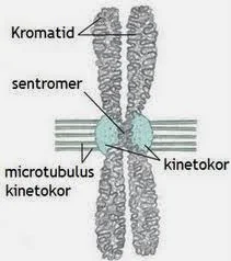 struktur kromosom