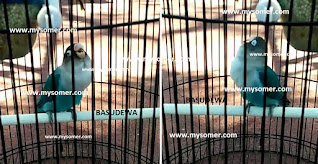 https://www.mysomer.com/2019/08/asal-usul-lovebird-minor-dan-fakta-lovebird-konslet-minor.html