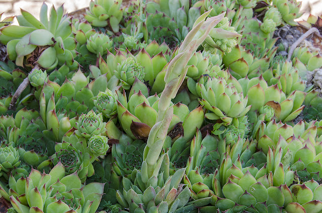 Hens and Chicks Plant - Lat. Sempervivum tectorum