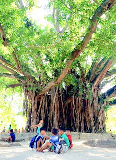 Century Old Balete San Carlos